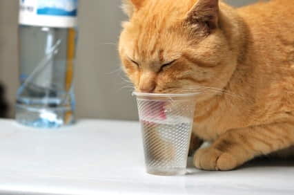how-to-encourage-your-cat-to-drink-2