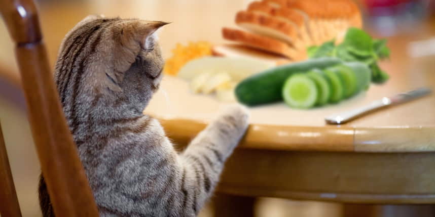 how-to-encourage-your-cat-to-eat