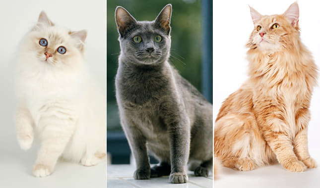 how-to-tell-if-your-cat-is-a-purebred-5