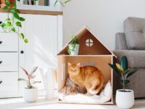 Making your Home Cat Friendly￼￼