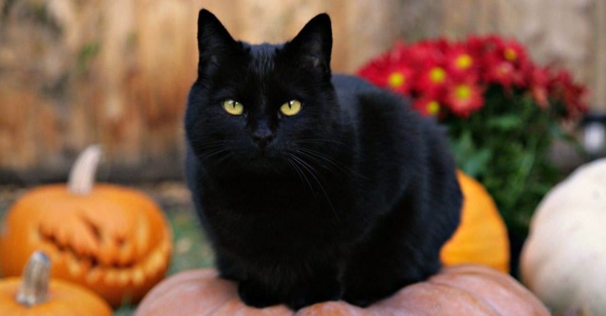 Black Cats: Myths And Superstitions - Cat Food Site