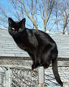 myths-and-superstitions-about-black-cats