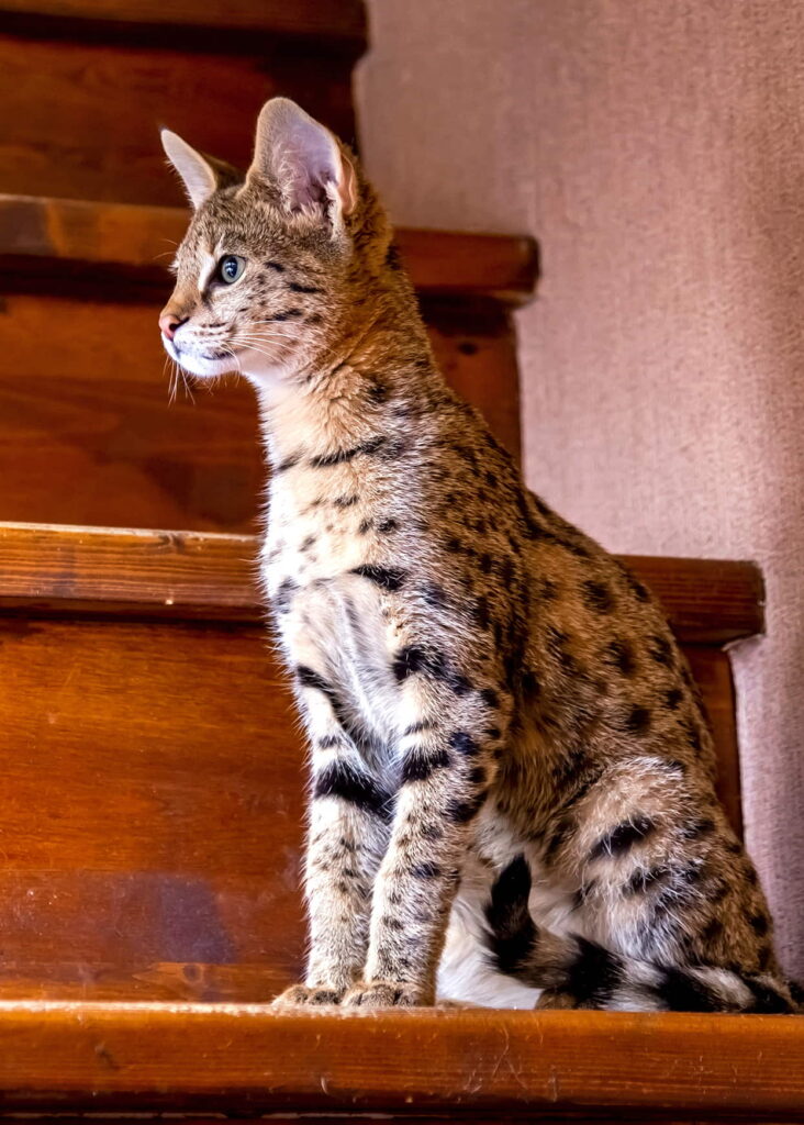 savannah-cat-cat-breed-profile