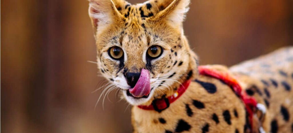 serval-cat-cat-breed-profile-3