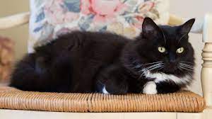 tuxedo-cat-breed-profile