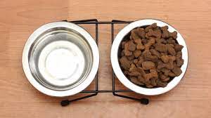 buy-the-best-food-and-water-bowls-for-your-cat