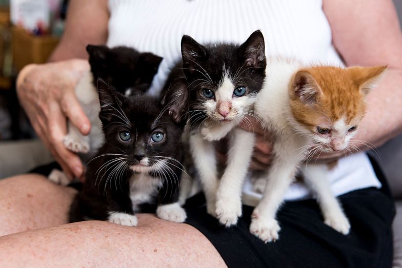 3-Awesome-Reasons-For-Fostering-Cats