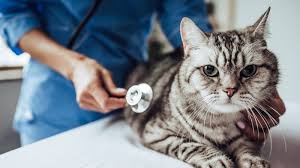 Veterinary-Tests-That-Every-New-Cat-Should-Get