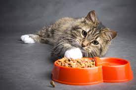 5-Reasons-Why-a-Cat-Would-Refuses-to-Eat