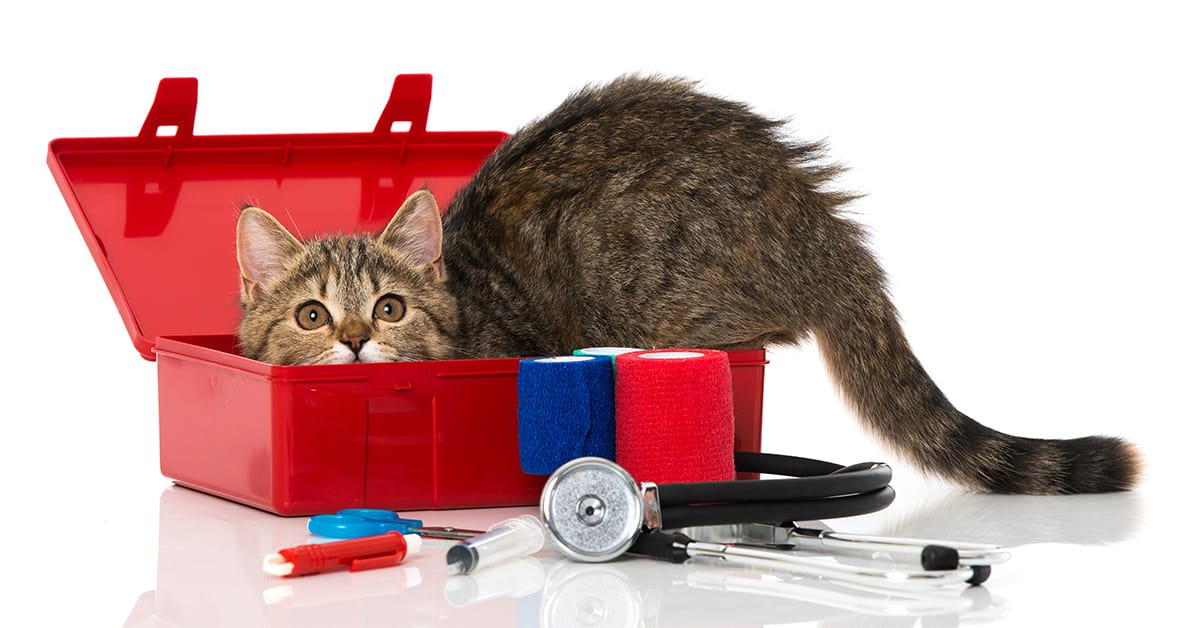 Basic-First-Aid-Tips-For-Cat-Emergencies 