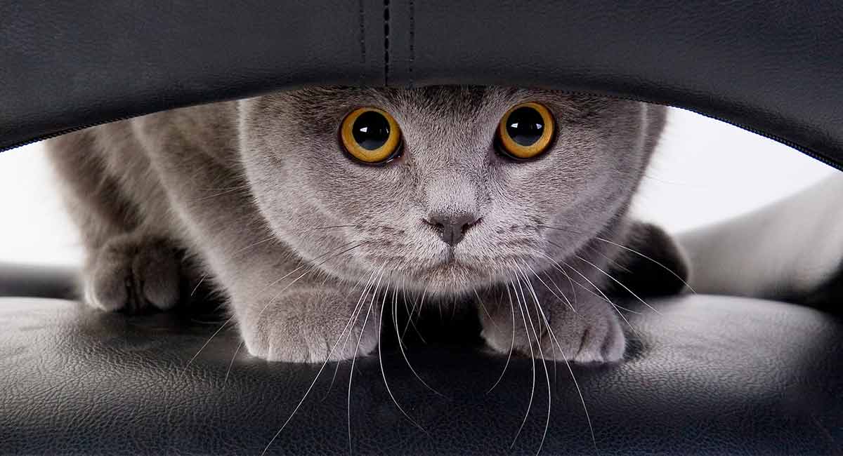 Benefits-of-Deciphering-Your-Cat’s-Personality 