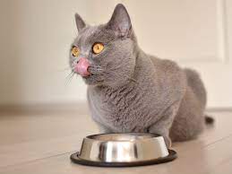 est- Diabetic -Cat- Foods -and -Tips- on- Feeding-5