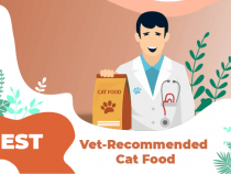 Best Vet Recommended Cat Food
