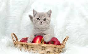 Can-cats-eat-apples