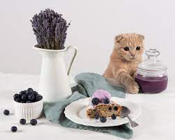 an- Cats- Eat- Blueberries-2