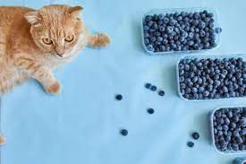Can- Cats- Eat- Blueberries-4