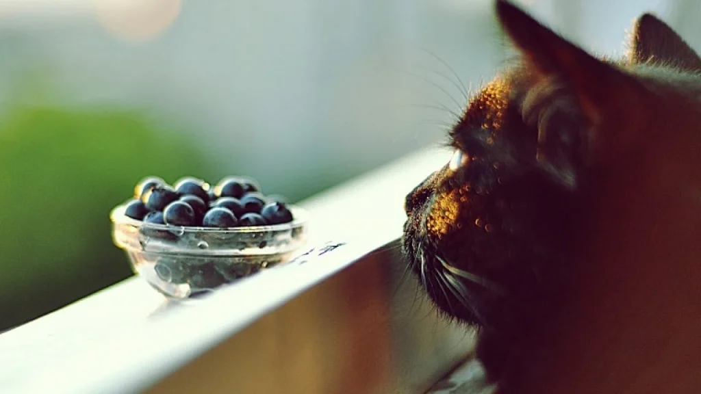Can- Cats- Eat -Blueberries-5