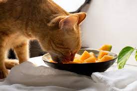 Can- Cats- Eat- Cantaloupe-1