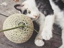 Cats Can Eat Cantaloupe?