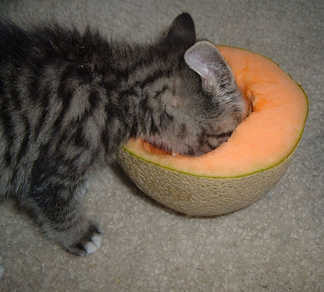 - Cats- Eat- Cantaloupe-4