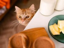 Cats Can Eat Cheese?