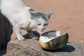 Can- Cats- Eat- Coconut-3