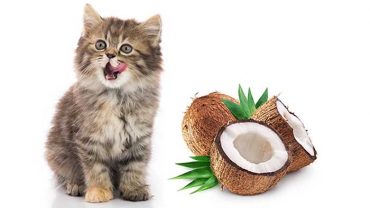 Can- Cats- Eat- Coconut-1