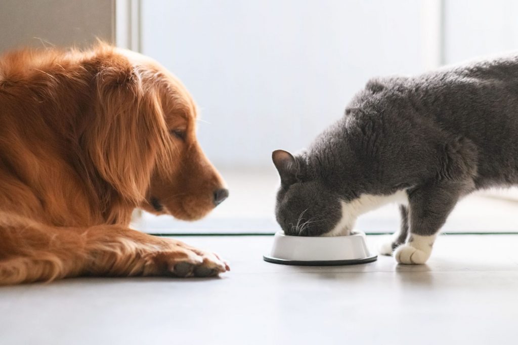Can- Cats -Eat -Dog -Food-1