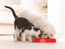 Can- Cats -Eat -Dog -Food-3