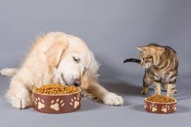 Can- Cats -Eat -Dog -Food-2