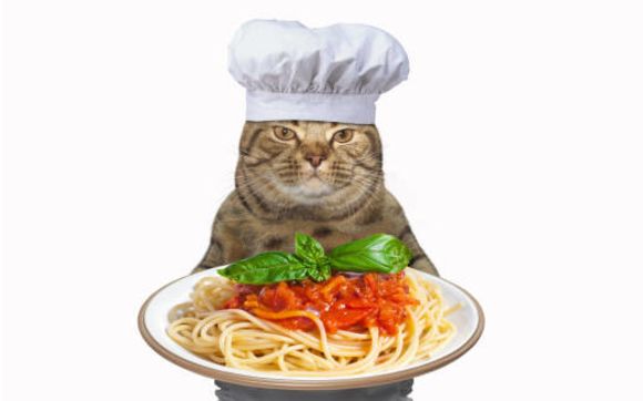 Can- Cats- Eat- Pasta-1