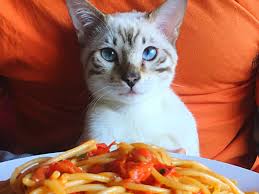 Can- Cats- Eat- Pasta-2