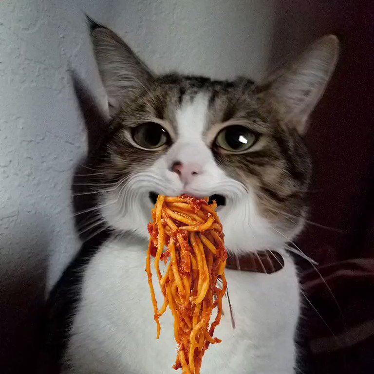 Can- Cats- Eat- Pasta-4