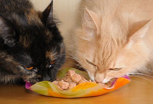Can- Cats -Eat- Tuna-2