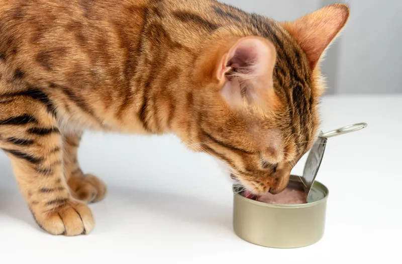 Can- Cats -Eat -Tuna-4