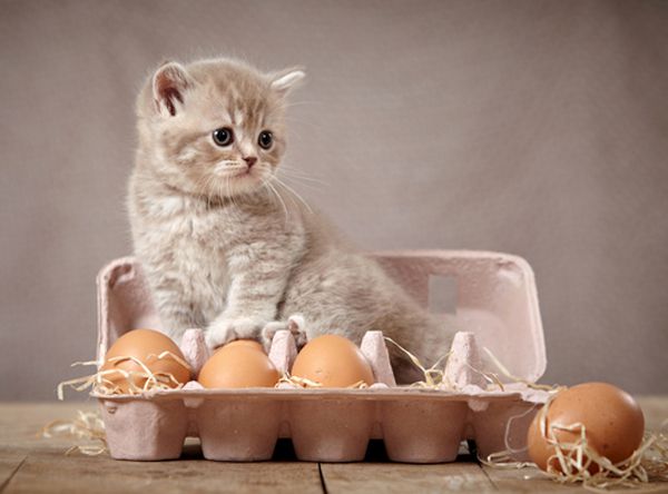 Can -Cats- Have -Raw -Eggs-4