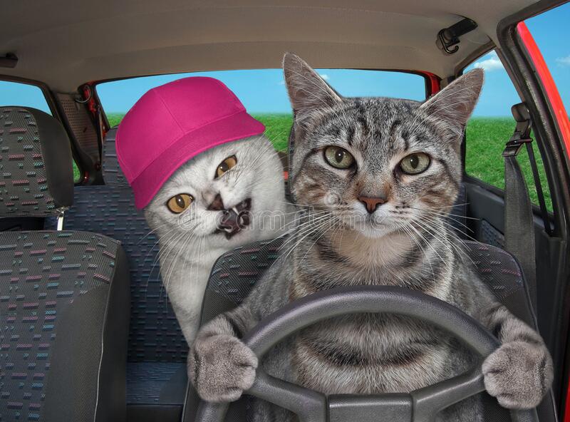 Cats-And-Car-Rides
