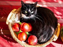 Apples can cats eat?