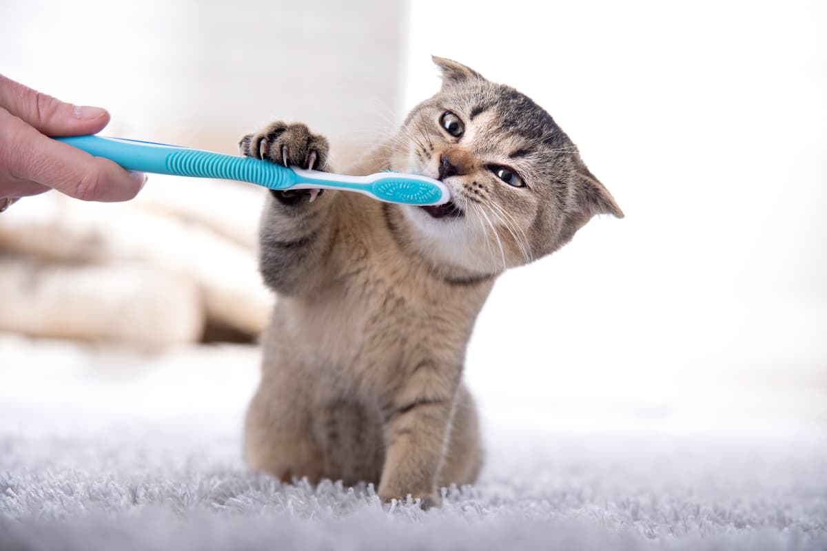 Cleaning-Cat-Teeth-A-Guide-to-Dental-Care-for-Cats