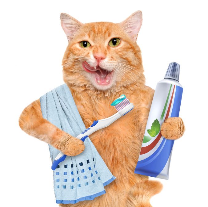 Cleaning-Cat-Teeth-A-Guide-to-Dental-Care-for-Cats