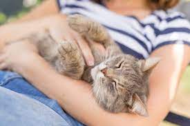 Could-Your-Cat’s-Purring-Have-Healing-Effects-on-You