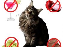 Top 10 Cat-Hazardous Foods