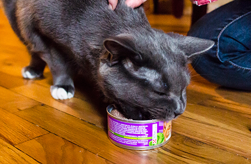 How-Long-Can-You-Safely-Leave-Canned-Cat-Food-Out-1