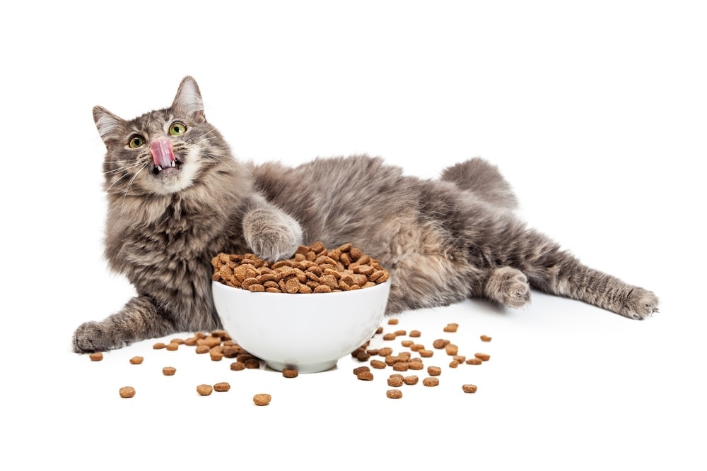 How-Much-Should-I-Feed-My-Cat