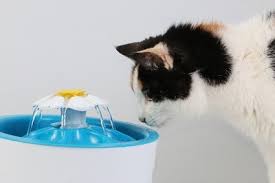 Cats-Need-Fresh-Water