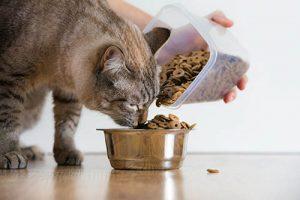 How-to-Choose-Healthy-Cat-Food-Brands-3
