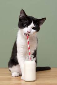 Is-Milk-Actually-Healthy-for-Cats-to-Drink-1