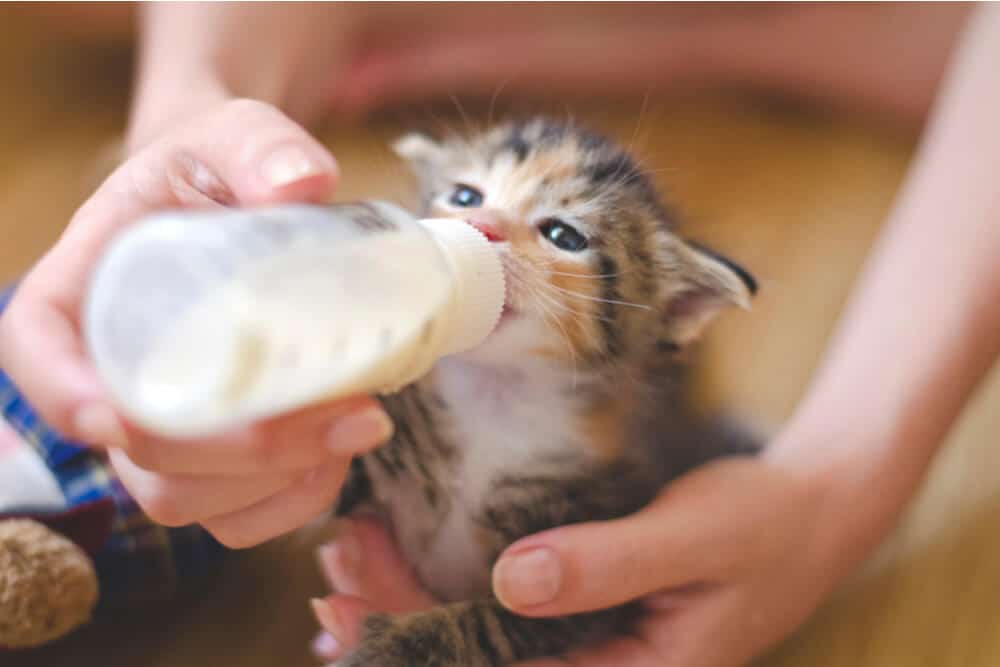 Is-Milk-Actually-Healthy-for-Cats-to-Drink-3