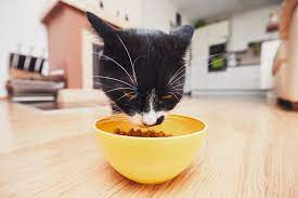 Meat-Byproducts-in-Cat-Food-3