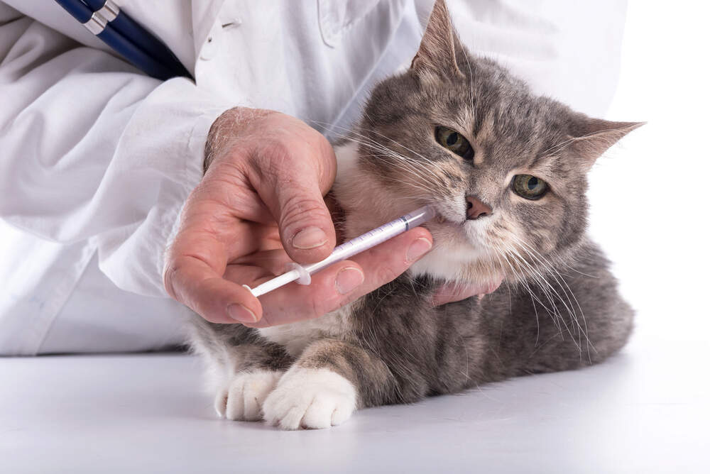 Giving-a-cat-medication